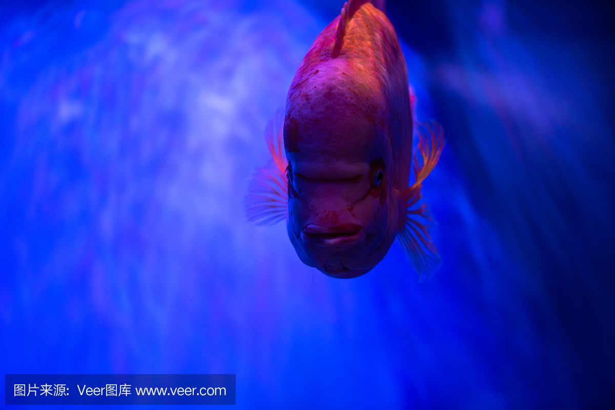 水族馆埃及鱼饲养技巧（埃及神仙鱼的饲养技巧）