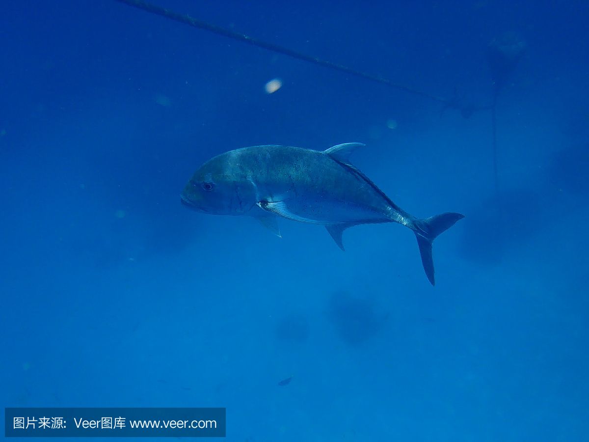 水族馆埃及鱼饲养技巧（埃及神仙鱼的饲养技巧） 水族馆百科（水族馆加盟） 第5张