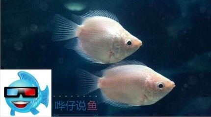 龙鱼和菠萝鱼混养好处（龙鱼和菠萝鱼混养可以带来多方面的好处龙鱼菠萝鱼混养） 龙鱼百科 第3张