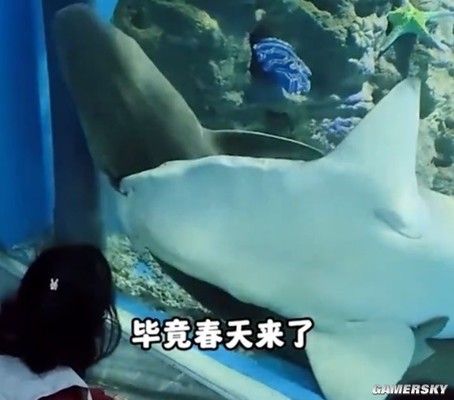 龙鱼在缸顶不爱游动（为什么龙鱼在鱼缸的顶部不愿意游动？） 水族问答 第1张