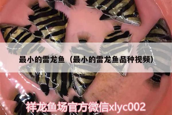 哪种雷龙鱼体型最小（最小的雷龙鱼品种是什么？） 龙鱼百科 第3张