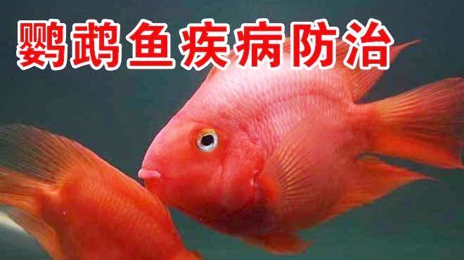 银龙鱼怎么发色好看（关于银龙鱼发色的疑问） 水族问答