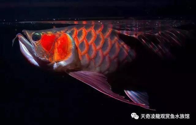 广州雷龙鱼（广州雷龙鱼是什么？） 水族问答 第4张