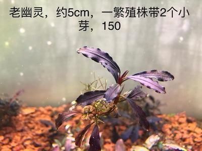 丹东金龙鱼专卖店在哪儿（丹东金龙鱼专卖店具体在哪里？） 水族问答