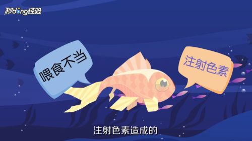 高背金龙鱼用什么灯养（高背金龙鱼的光照问题） 水族问答 第2张