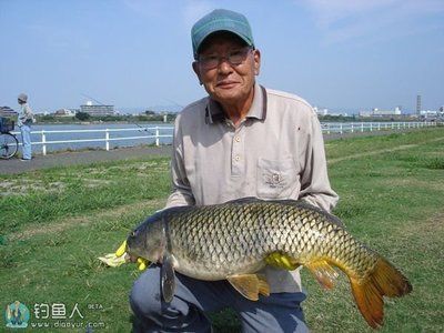 什么金龙鱼好钓鱼（自制金龙鱼饵料秘方金龙鱼钓鱼成功率提升方法） 龙鱼百科 第2张