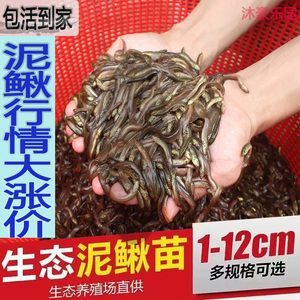 龙鱼怎么喂泥鳅虫（龙鱼喂食泥鳅虫是一种常见的饲养方法以确保龙鱼的健康）