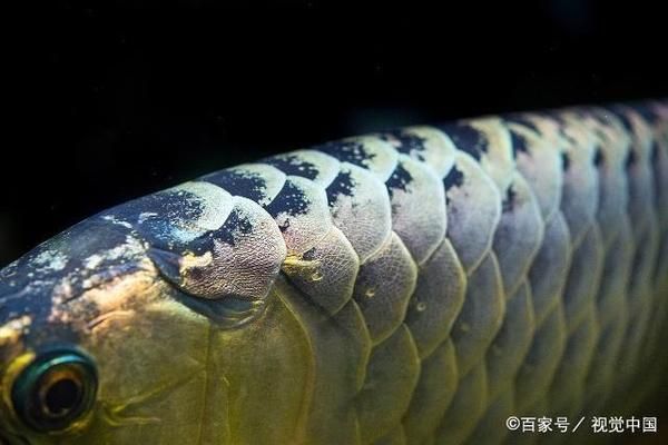 龙鱼喂什么发色快一点好看呢（如何自制龙鱼增色食谱） 龙鱼百科 第4张