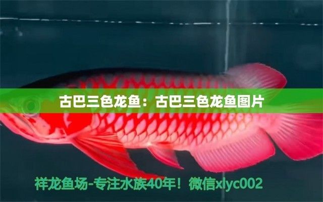 专业定做鱼缸观赏鱼选龙鱼世家水族馆赞（龙鱼世家水族馆提供个性化定制服务） 水族问答