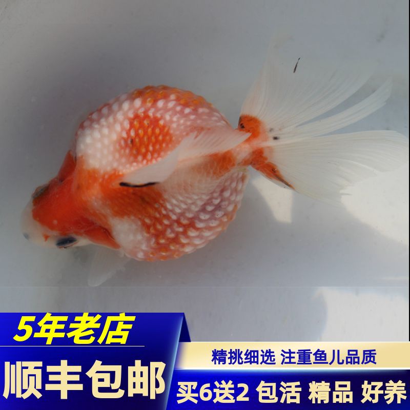 龙鱼 手机壁纸（关于龙鱼壁纸的问题） 水族问答 第2张