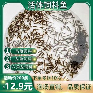 龙鱼吃鱼饲料吗（如何选择适合龙鱼的饲料？） 龙鱼百科 第5张