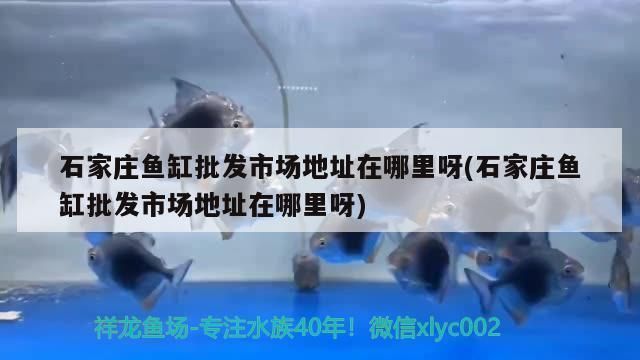 石家庄哪里卖龙鱼便宜点（石家庄新华区水族市场龙鱼养殖基地对比新华区水族市场）