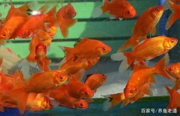 银龙鱼发色过程图解大全视频（银龙鱼发色过程图解） 水族问答 第1张