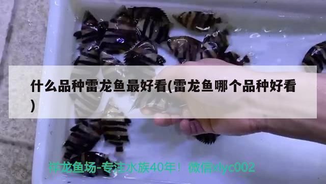 哪个品种的雷龙鱼好看（不同品种的雷龙鱼各有千秋） 龙鱼百科 第2张