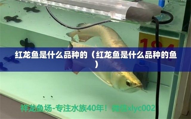 红龙鱼是什么品种（红龙鱼品种价格对比如何辨别红龙鱼品种价格对比）