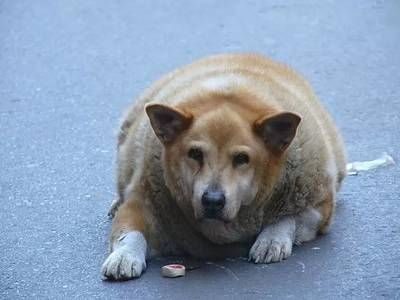 防城港金龙鱼花生油厂家在哪里呀（防城港金龙鱼花生油的厂家在哪里？） 水族问答 第1张