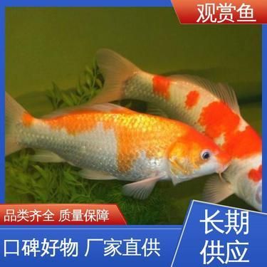 最大的金龙鱼有多长寿命（关于金龙鱼的问题） 水族问答 第2张