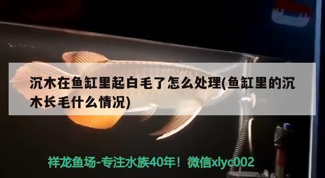 日本红龙鱼打火机价格表（日本红龙鱼打火机价格表摘要：zippo打火机收藏指南） 龙鱼百科 第2张