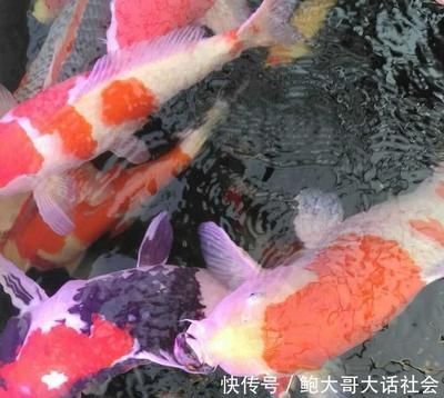 龙鱼疾病大全图解（龙鱼疾病大全图解&白点病&） 水族问答 第2张