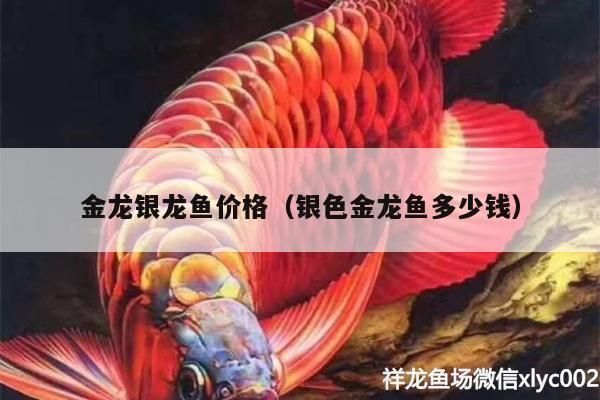 金龙鱼银色市场价格（金龙鱼银色大米最新价格） 龙鱼百科 第1张