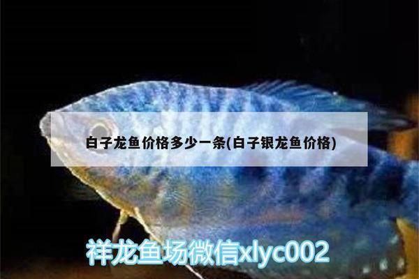 白子银龙鱼价格（白子银龙鱼价格因地区、大小和健康状况而异,在亚洲市场） 龙鱼百科 第2张