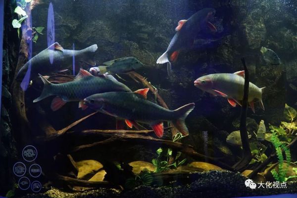 在水族馆工作什么学历（上海海洋水族馆企划岗位要求解析水族馆企划岗位要求解析） 水族馆百科（水族馆加盟） 第1张