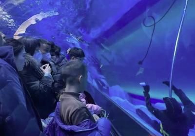 在水族馆工作什么学历（上海海洋水族馆企划岗位要求解析水族馆企划岗位要求解析） 水族馆百科（水族馆加盟） 第5张