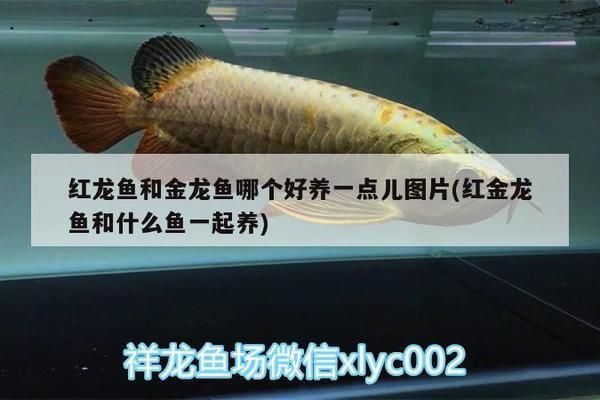 黄金猫鱼幼鱼饲料品牌推荐（2024年的金鱼饲料十大品牌排行榜金鱼饲料十大品牌排名） 黄金猫鱼百科 第4张