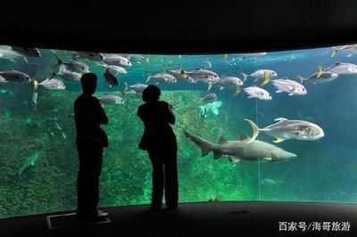 水族馆里面有啥东西（水族馆互动项目有哪些水族馆水质管理技术有哪些） 水族馆百科（水族馆加盟） 第4张