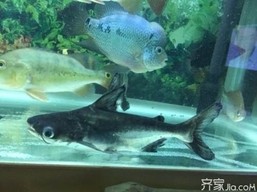 海水黄龙鱼吃珊瑚吗（海水黄龙鱼是珊瑚的天敌吗珊瑚对海洋生态系统有什么重要性） 水族问答 第2张