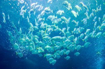 水族馆在什么地方好（上海海洋奇梦馆互动项目东京墨田水族馆鲸鲨观赏介绍）