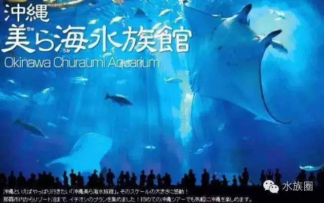 水族馆在什么地方好（上海海洋奇梦馆互动项目东京墨田水族馆鲸鲨观赏介绍）