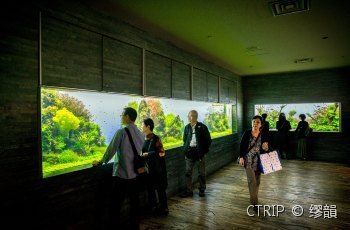 水族馆在什么地方好（上海海洋奇梦馆互动项目东京墨田水族馆鲸鲨观赏介绍） 水族馆百科（水族馆加盟） 第4张