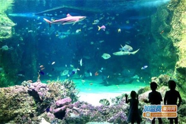 水族馆加盟店赚钱吗知乎怎么样啊（水族馆加盟店的盈利能力）