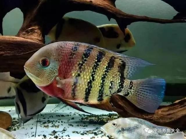 水族馆一般卖什么东西（水族馆一般会出售观赏鱼、鱼缸及水族箱、鱼粮和鱼粮和鱼粮和鱼药） 水族馆百科（水族馆加盟） 第4张