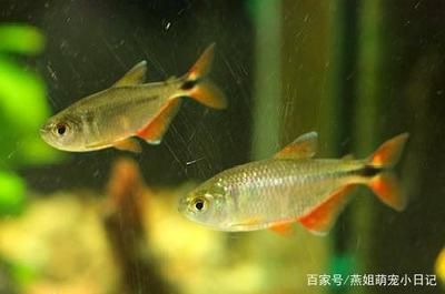 鳕龙鱼百科（鳕龙鱼是一种淡水鱼类吗？） 水族问答