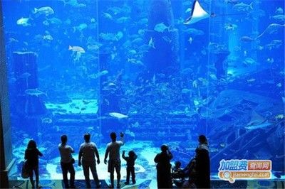 水族馆制作厂家地址（水族馆制作厂家地址介绍） 水族馆百科（水族馆加盟） 第5张