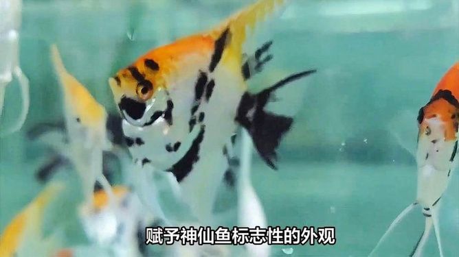 水族馆里的鱼有哪些（关于水族馆里的鱼类介绍）