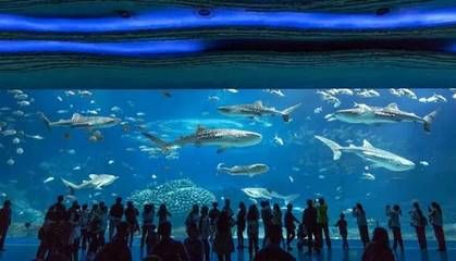 水族馆有什么项目可以做（水族馆主要项目介绍）