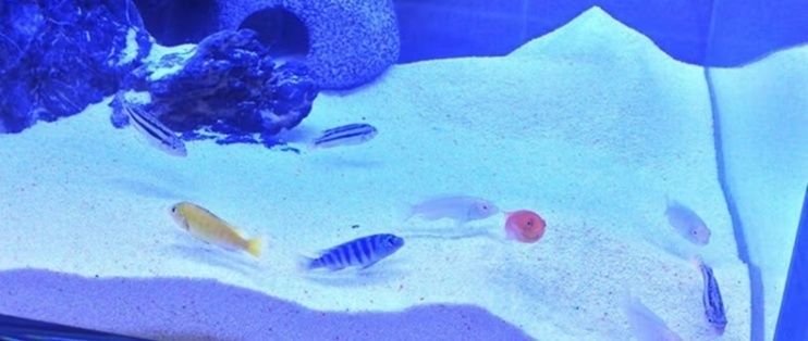 开一家水族馆需要准备什么东西呢（开一家水族馆水箱尺寸选择指南水族馆水箱尺寸选择指南）