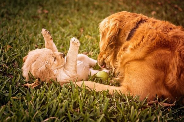 黄金猫鱼幼鱼营养均衡指南（黄金猫鱼幼鱼的营养均衡指南）