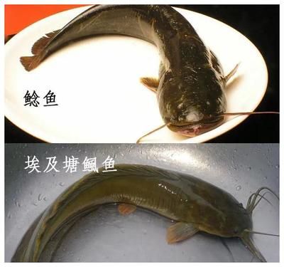 六角恐龙鱼怎么养胖（六角恐龙鱼的饲养方法） 水族问答 第2张