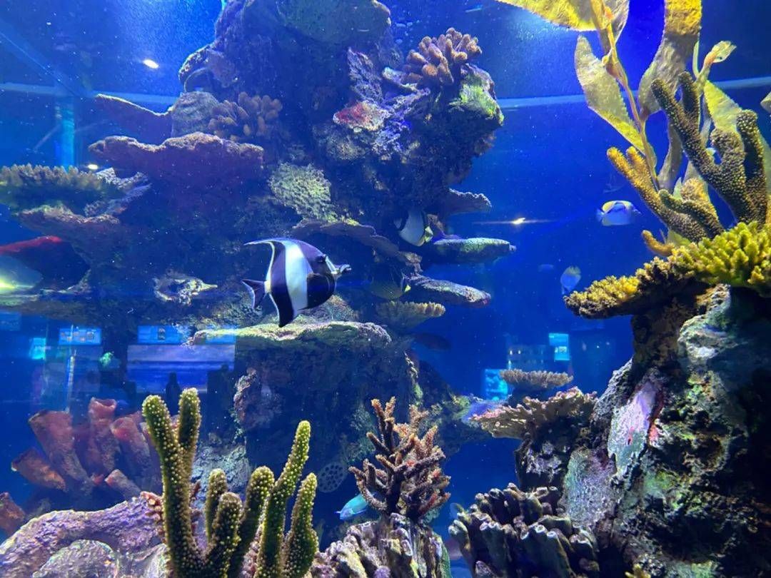 水族馆起名字取名怎么取（水族馆起名字取名） 水族馆百科（水族馆加盟） 第5张