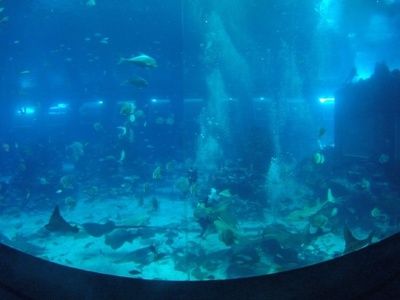 水族馆名称大全（全球知名的水族馆名称）