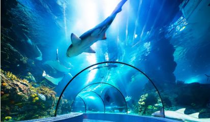 水族馆景点（上海海洋水族馆）