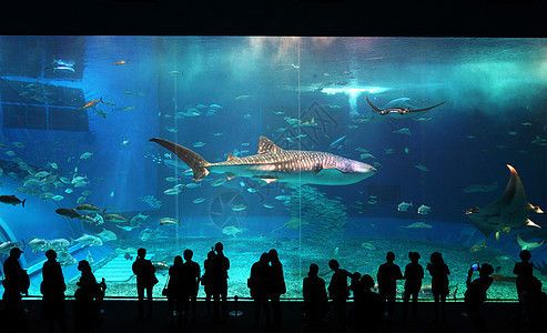 水族馆装修风格图片（水族馆装修风格图片展示）