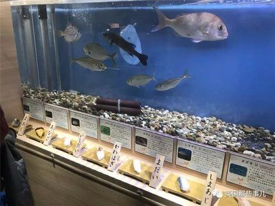 水族馆店铺名字大全（水族馆名字大全） 水族馆百科（水族馆加盟） 第5张