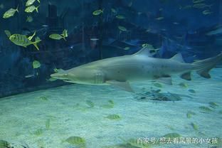 水族馆里100种动物名称是什么（水族馆100种动物的名称及其分类） 水族馆百科（水族馆加盟） 第5张