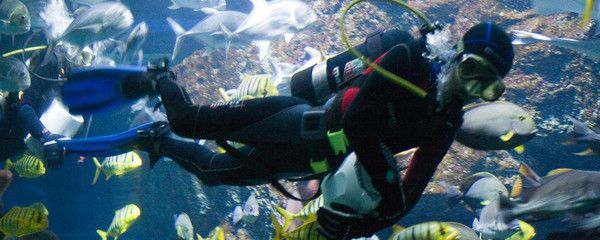 水族馆里100种动物名称是什么（水族馆100种动物的名称及其分类） 水族馆百科（水族馆加盟） 第4张