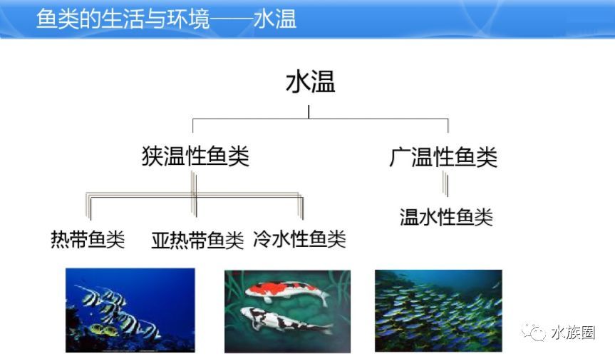 水族馆鱼类介绍大全视频讲解（“水族馆鱼类介绍大全视频讲解详情”视频讲解详情） 水族馆百科（水族馆加盟） 第5张